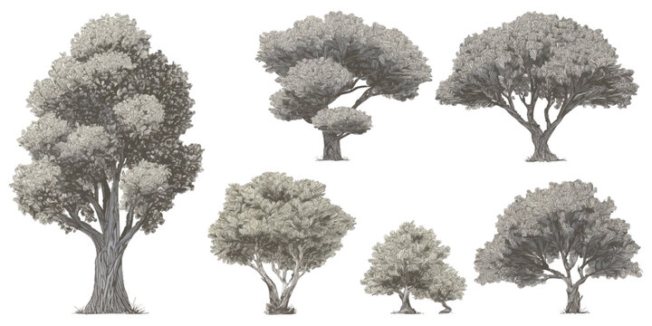 Set of various black and white trees in a sketch style illustration showing different shapes and sizes of nature
