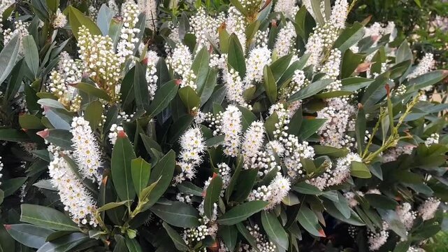 Cherry Laurel flowers with green leaves isolated plant video footage. Cherry Laurel evergreen hedge shrub plant flora. Cherry laurel glossy leaves, and fragrant white flowers that bloom in spring seas