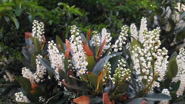 Cherry Laurel flowers with green leaves isolated plant video footage. Cherry Laurel evergreen hedge shrub plant flora. Cherry laurel glossy leaves, and fragrant white flowers that bloom in spring seas