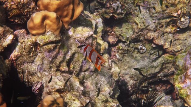 Copperband butterflyfish swimming near rocky coral reef with black sea urchins, Chelmon rostratus, tropical marine environment, underwater wildlife photography