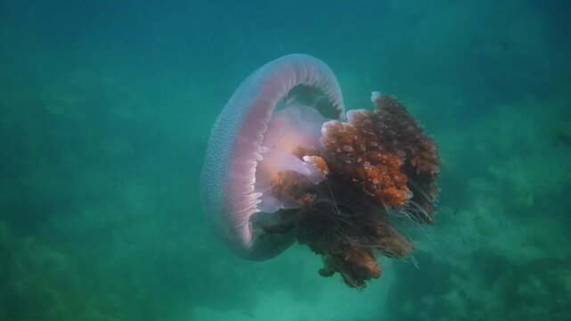Jellyfish swimming through turquoise ocean water, Rhopilema nomadica drifting near coral reef floor, marine biology research, underwater wildlife documentary, ocean conservation content
