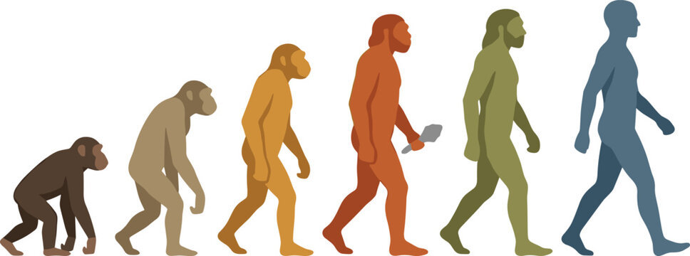 Human Evolution Progress Illustration with Primate to Modern Human Development Timeline and Anthropology Science Vector Concept Elements