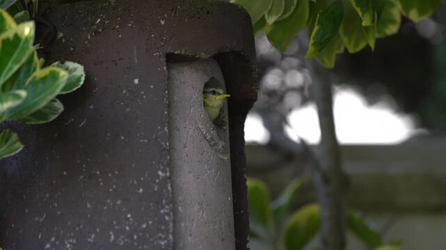 blue tits are nesting in the garden