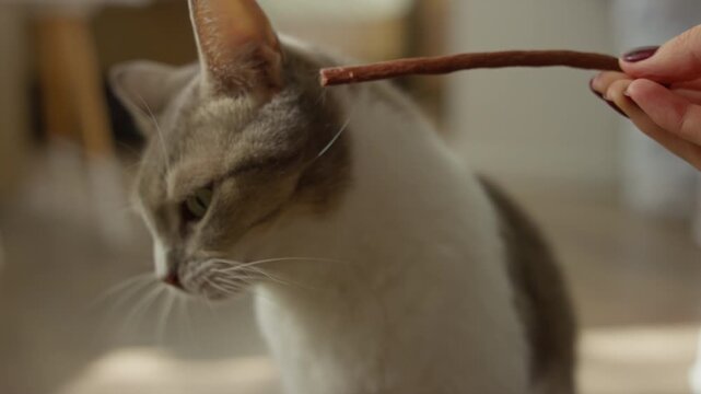 Cat biting treat held by owner