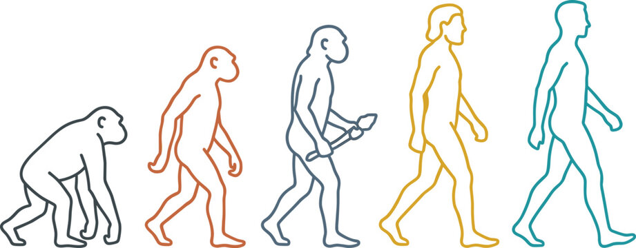 Human Evolution Progress Illustration with Primate to Modern Human Transformation Timeline and Anthropology Science Vector Concept Elements