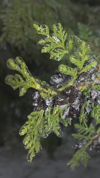 Close-up, Icy twigs on Cypress sparkle in sunlight and sways in wind, concept transition from fall to winter. Natural winter scene: juniper with evergreen leaves covered in thin layer of ice