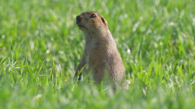 Ground squirrel (Unstriped ground squirrel)  in a meadow in green grass. Close-up. Wildlife. 