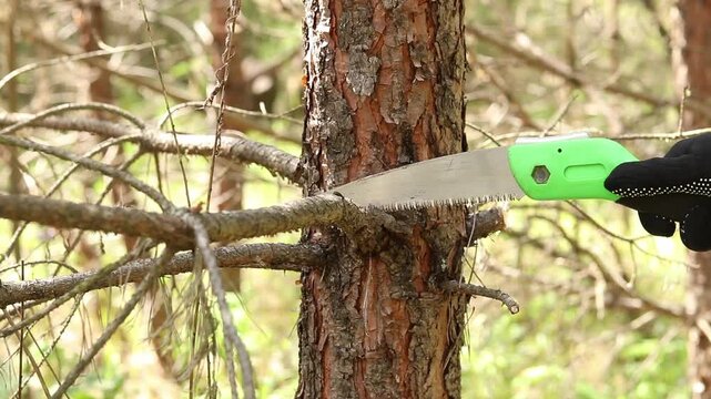 Woman in black protective gloves cuts a tree branch with a small green hand saw in the forest. Concept of forest care, gardening and clearing the territory. Harvesting firewood, brushwood for a fire
