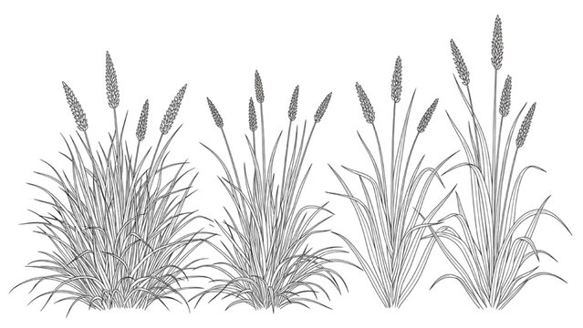 2D CAD Vector illustration of three cattail plants in a row