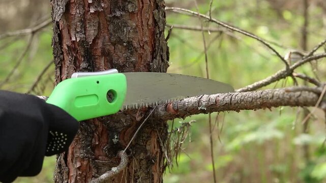Woman in black protective gloves cuts a tree branch with a small green hand saw in the forest. Concept of forest care, gardening and clearing the territory. Harvesting firewood, brushwood for a fire