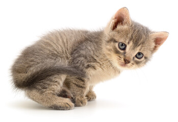 Fototapeta premium Small Gray Kitten Sitting Isolated on White Background