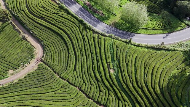 Azores island Sao Miguel, Tea Factory plantation. Aerial drone video of green tea terraces. Portugal