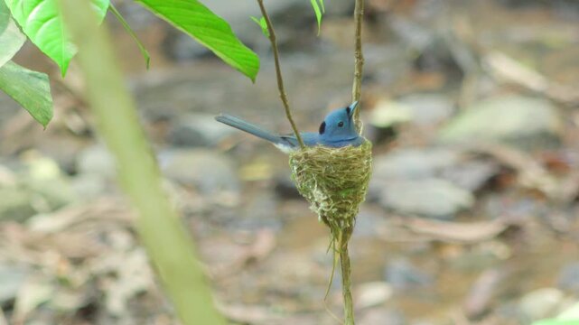 Black-naped Monarch Brooding on Nest in Thailand Jungle