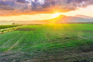 Fototapeta premium beautiful green spring dawn in a farmland agricultural field with rows of young plant growth and nice sunset sun above mountains on background