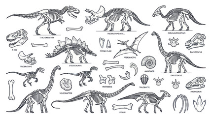 Dinosaur Skeletons and Fossils Collection - Prehistoric Creatures © wati
