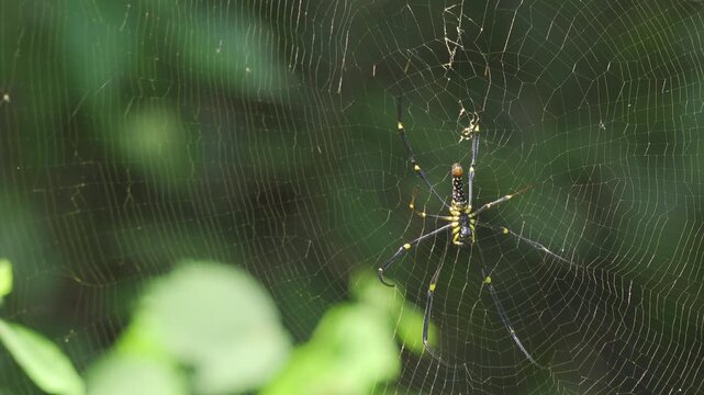 Golden Silk Orb-Weaver Spider Crossing Web in Thailand Jungle