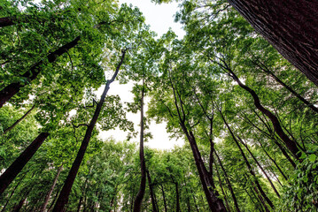 Fototapeta premium Green summer forest landscape greenwood forest trees, grass and cloudy sky