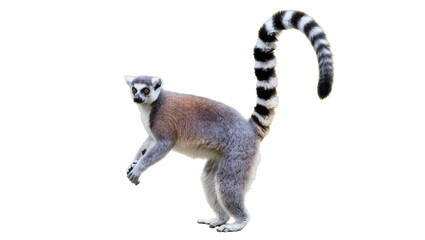 Ring-tailed lemur with striped tail, isolated on transparent background © Sorin