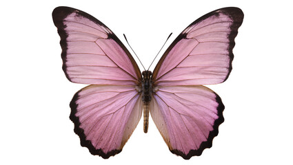 Delicate pink butterfly with dark edges, isolated on transparent background © Aliona