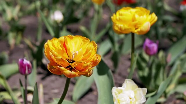 Vibrant yellow double peony tulips bloom brightly in a sunlit garden bed during a warm spring day. Concept of floral beauty, springtime renewal, and botanical growth in nature.