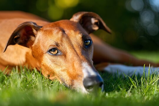 Close up portrait of an elegant Azawakh dog lying down on green grass in summer nature