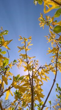 Point of view (POV): Ground view of passing between blooming Forsythia Yellow Bells branches against clear blue sky, camera pans upwards passing between flowers, backlit by sunburst, starburst effect