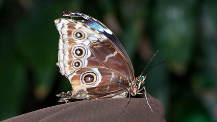 blue morpho butterfly © lazalnik