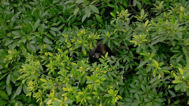 Wildlife Canopy View. Aerial Perspective Reveals Wildlife Behavior In Tropical Environment. Dramatic Drone Footage Displays Primates And Lush Greenery In Uvita Rainforest