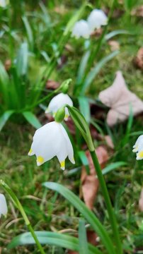 Spring snowflake leucojum vernum flower blooming in a meadow