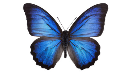 Vibrant blue morpho butterfly with intricate wing patterns, isolated on transparent background © Sorin