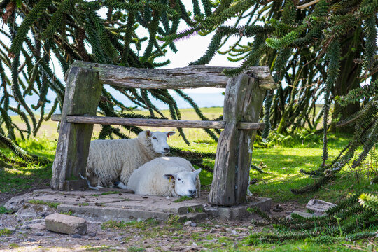 two sheep under a bench, under a monkey puzzle tree, resting in a very hot and sunny day in Uk, Herefordshire, along the old Offa's Dyke path, the old border between England and Wales