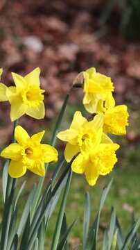 Yellow daffodils flowers swaying in the wind