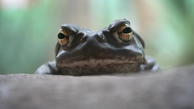 Colorado river toad resting, closeup detail from zoo