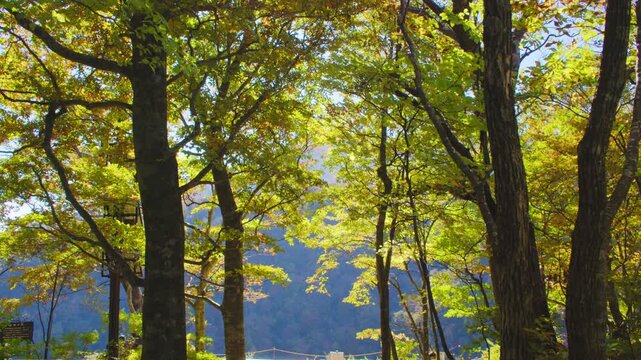 蔵王エコーライン 滝見台 展望台の紅葉 Autumn foliage at Takimidai Observation Deck on Zao Echo Line