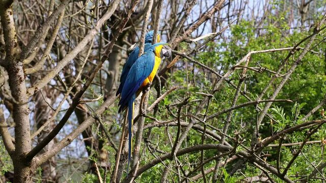 The Blue-and-yellow Macaw, Ara ararauna is a large South American parrot