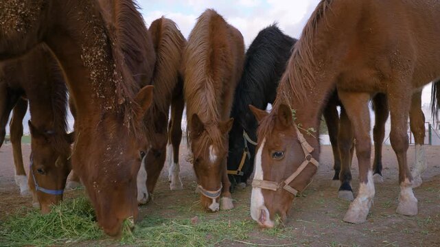 Group of horses at a stables eating green grass horsefeed from ground