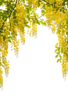 Beautiful golden yellow cascading flowers of the golden shower tree hanging gracefully down against a clean solid isolated white background.
