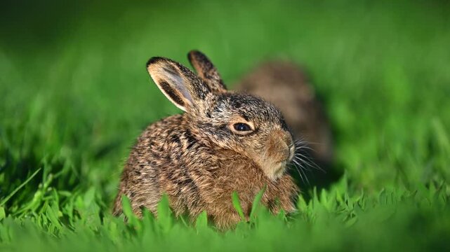 Close up view wild funny little young hare in the green grass