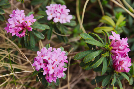 Daphne striata - Alpine plant of the family Thymelaeaceae. 
