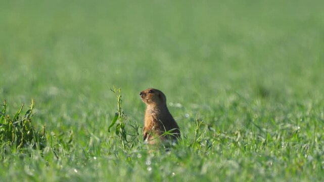 Ground squirrel (Unstriped ground squirrel)  in a meadow in green grass. Wildlife. 