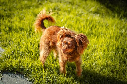 kleiner brauner Hund mit gro&szlig;en lustigen Ohren