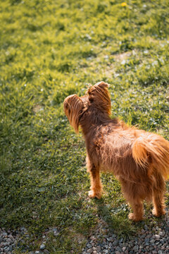 kleiner Hund im Garten von Hinten