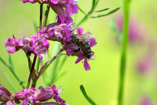 bee on a flower. European bee collects nectar on a pink meadow flower Viscaria vulgaris. honey bee, insect macro. natural green background, close-up, place for text. spring or summer day. insects