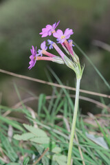 Fototapeta premium Primula halleri. It is commonly known as the long-flowered primrose, and it grows at elevations of 1,500 to 2,700 m (4,900 to 8,900 ft).