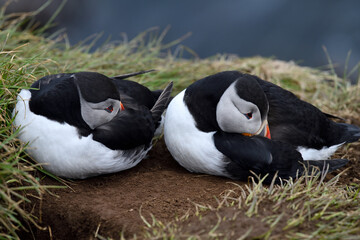 Fototapeta premium Puffin birds on the coastline of Iceland