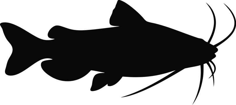 Black silhouette of a catfish swimming showing the long whiskers and fins in a simple flat design graphic