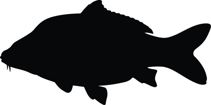 Black silhouette of a common carp fish swimming sideways with fins and tail visible isolated as a simple graphic icon for fishing and nature design projects