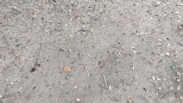 Ants carrying food along ant trail