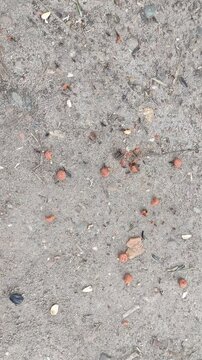 Ants carrying food along ant trail, vertical video