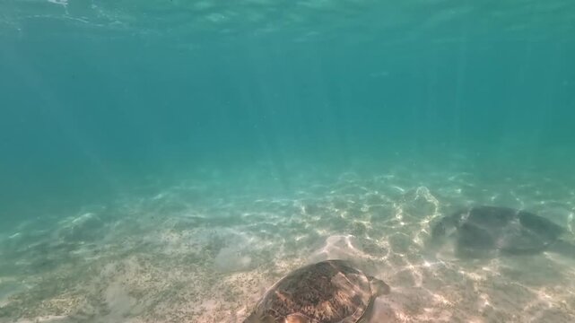 Two green sea turtles seen feeding on seagrass during snorkeling at Marsa Alam, underwater video